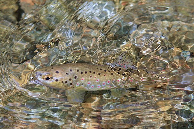 Bachforelle im klaren Wasser der Deutschen Traun Traditionell