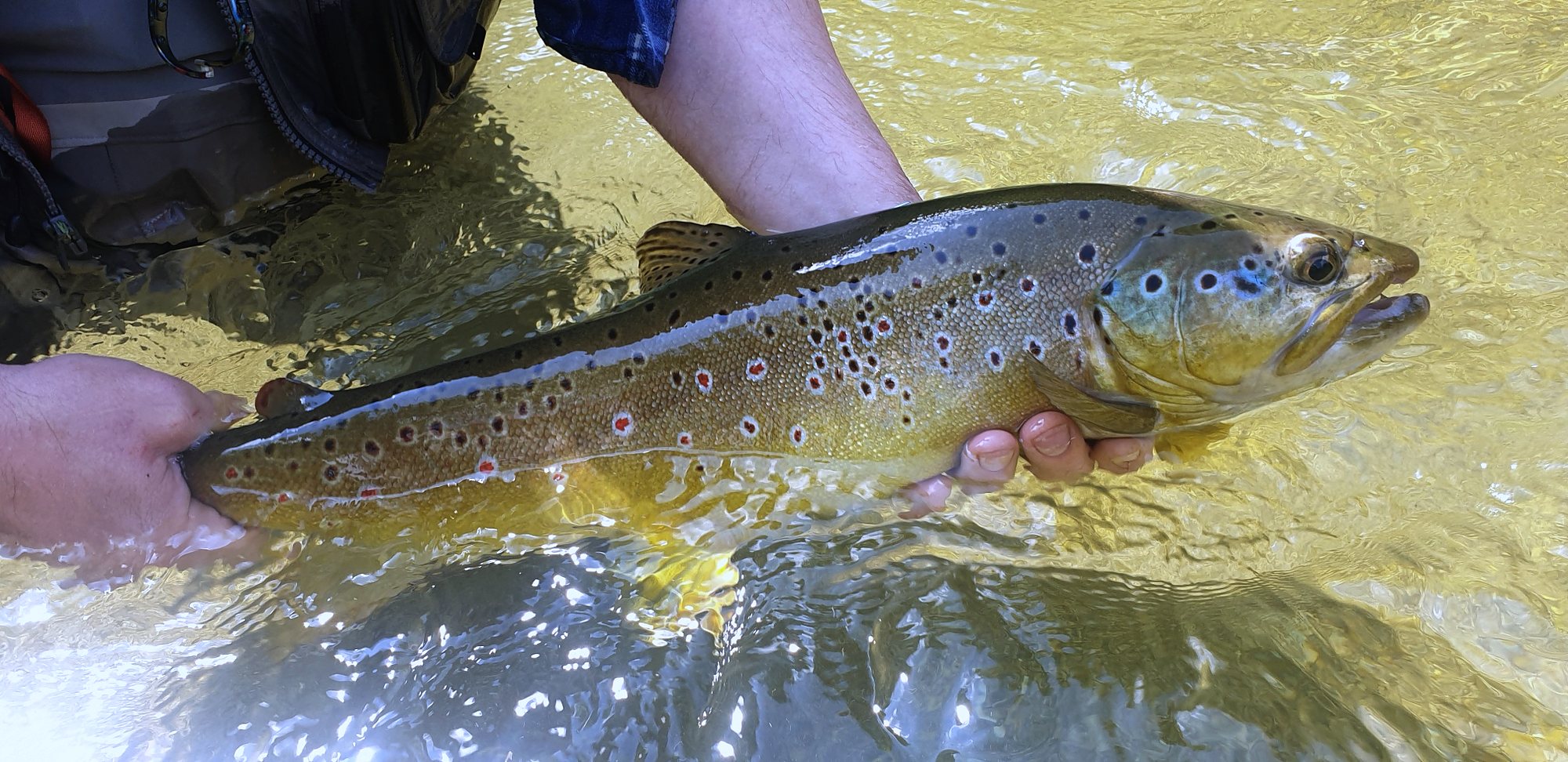 Bachforelle in den Händen eines Fliegenfischers über dem Wasser der Bayerischen Traun, Juni 2021